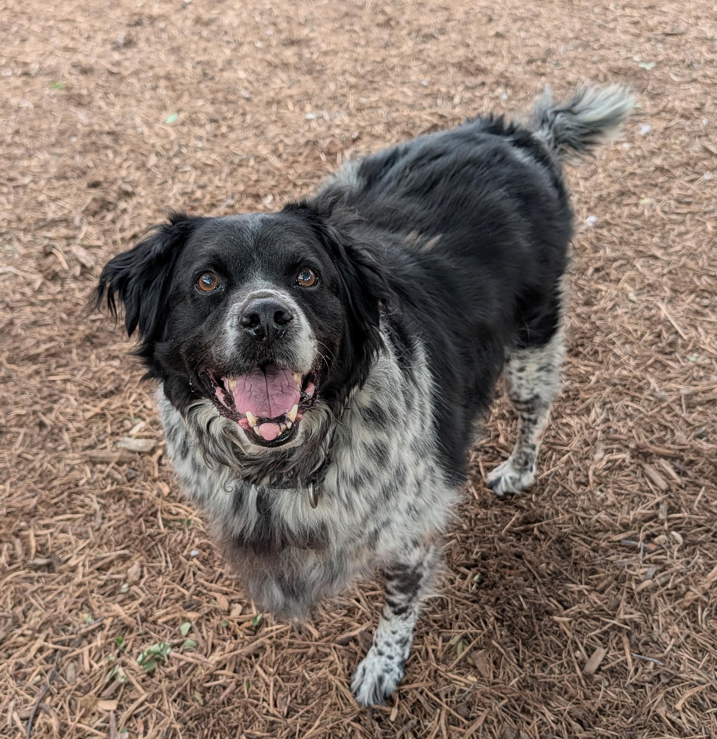 Enlarge Trevor A217236 VIP, a ADOPTABLE mixed breed in Plano, TX image 3/6