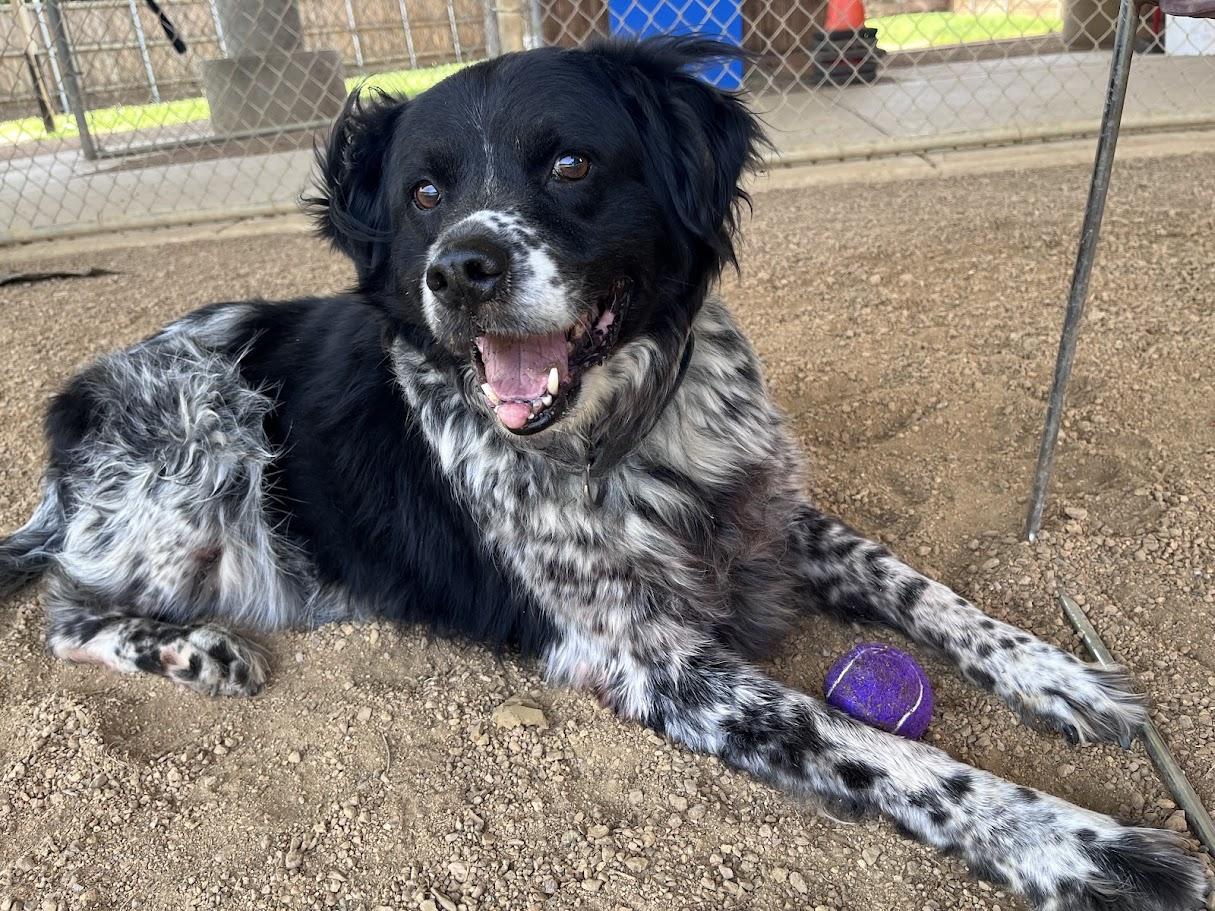 Trevor A217236 VIP, ADOPTABLE, Adult Male Munsterlander.