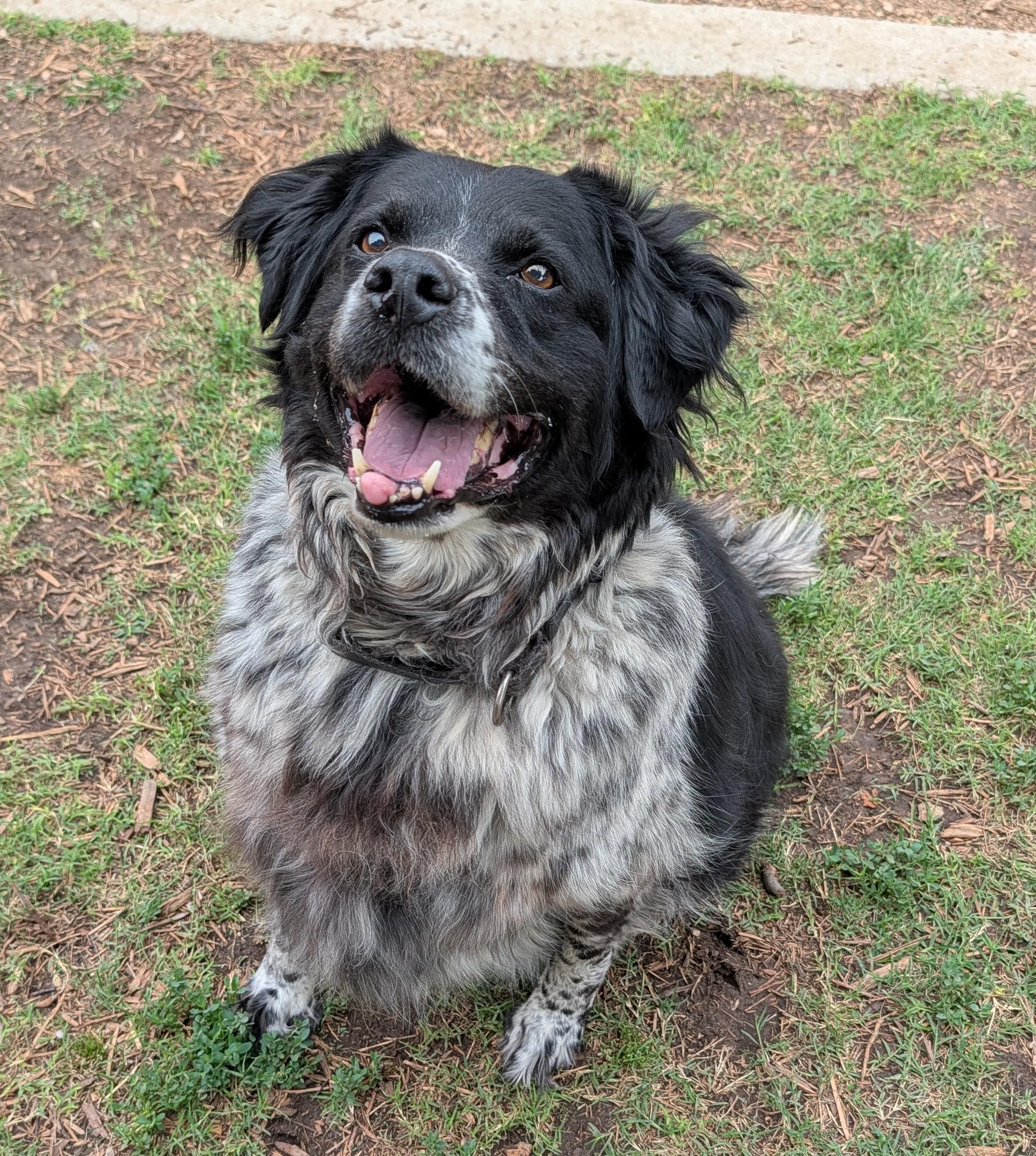 Enlarge Trevor A217236 VIP, a ADOPTABLE mixed breed in Plano, TX image 2/6