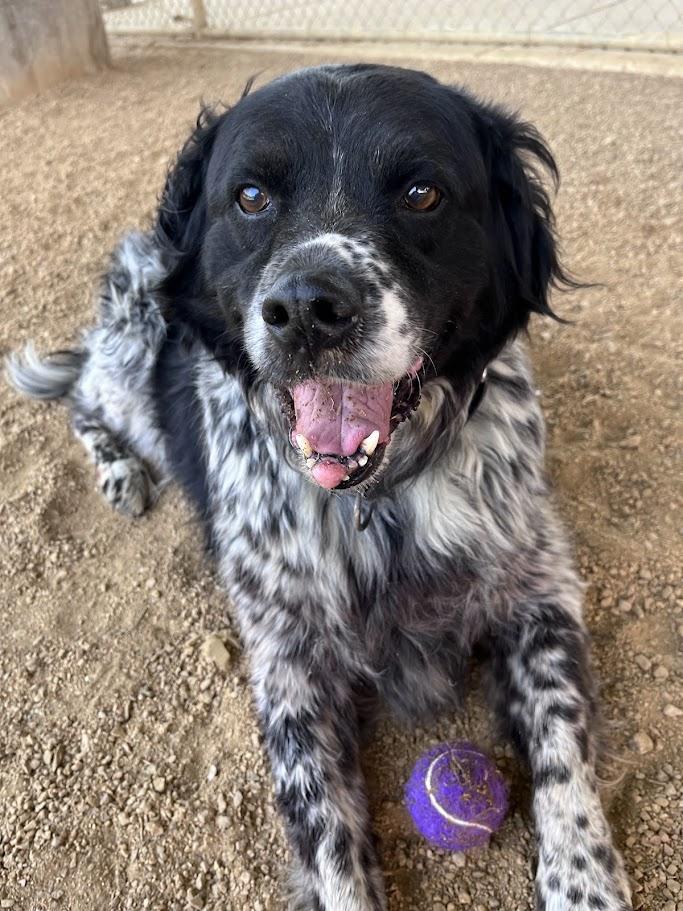Enlarge Trevor A217236 VIP, a ADOPTABLE mixed breed in Plano, TX image 5/6
