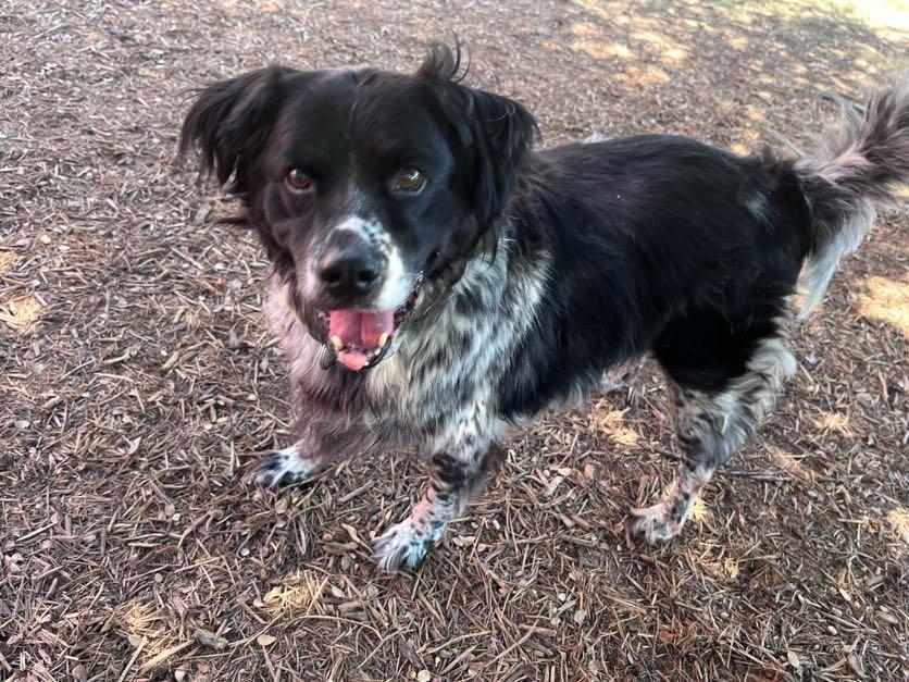 Enlarge Trevor A217236 VIP, a Adoptable mixed breed in Plano, TX image 2/6