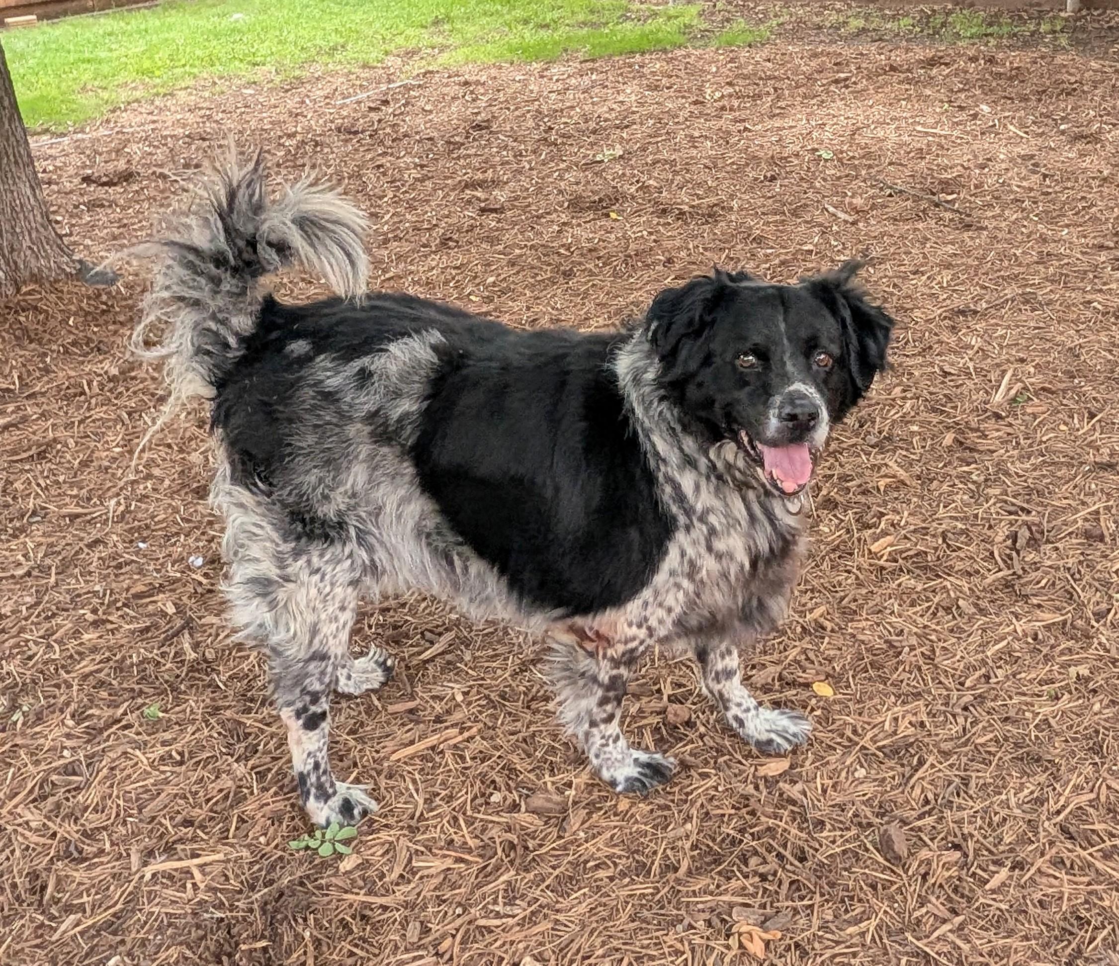 Enlarge Trevor A217236 VIP, a ADOPTABLE mixed breed in Plano, TX image 4/6
