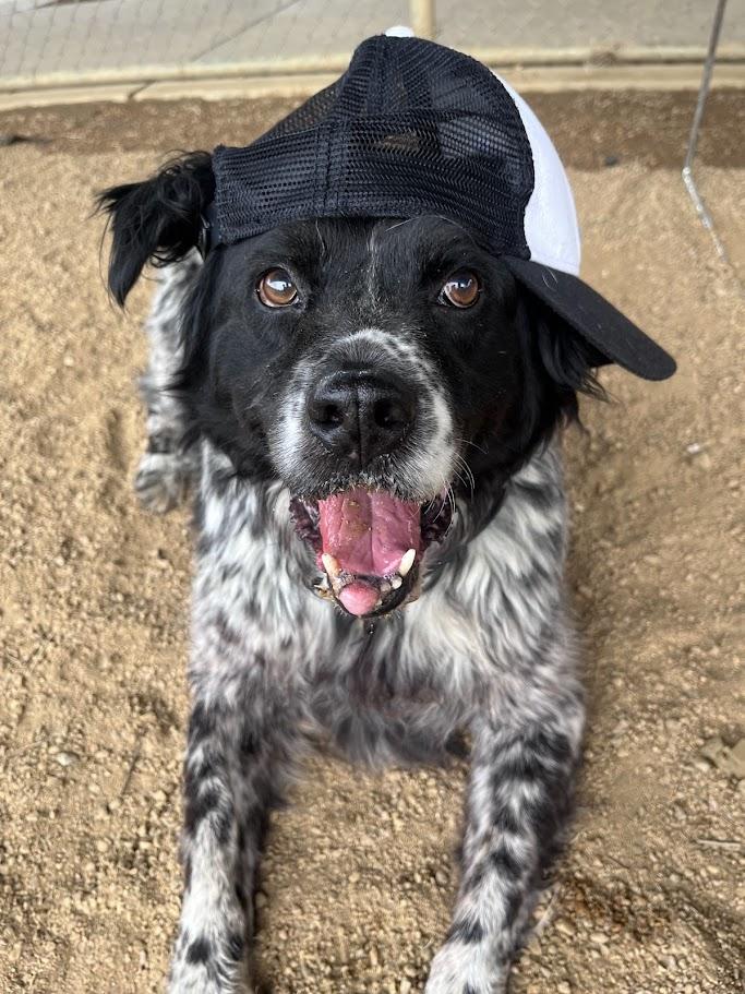 Enlarge Trevor A217236 VIP, a ADOPTABLE mixed breed in Plano, TX image 6/6