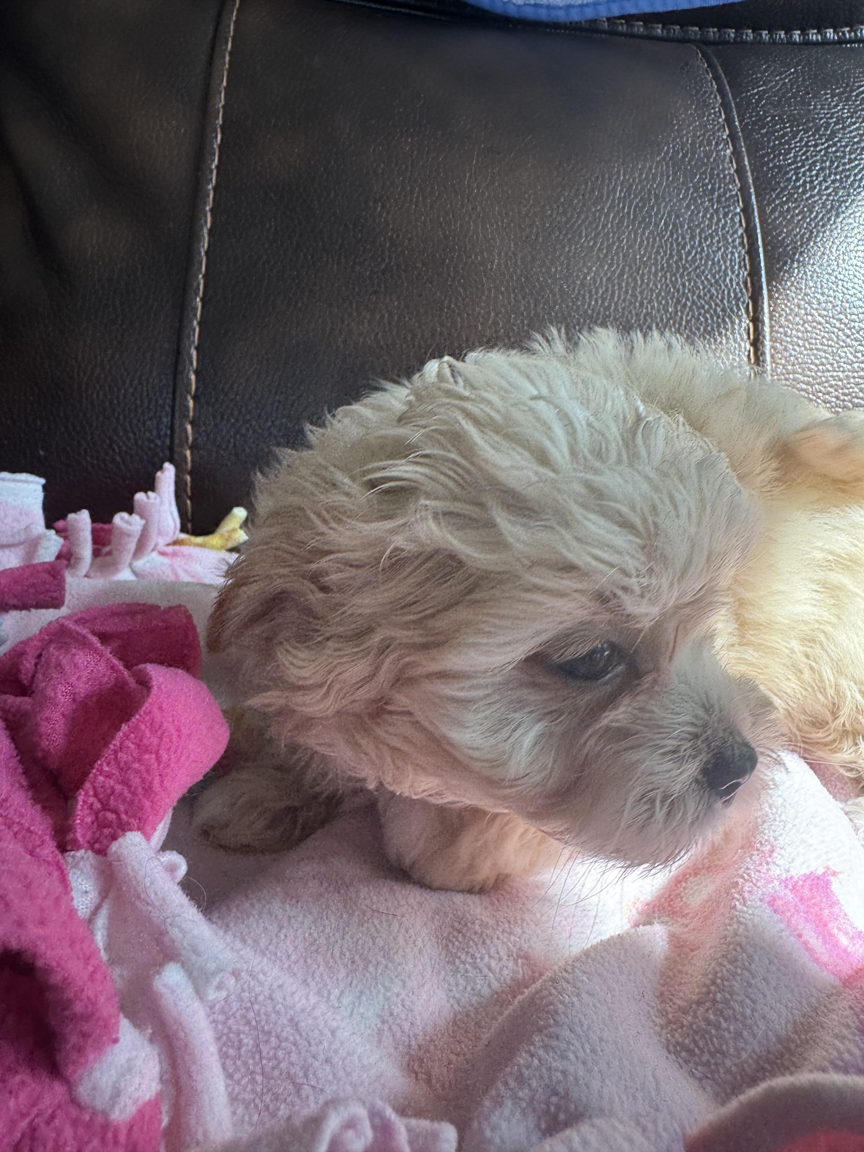Enlarge Grace, a ADOPTABLE Poodle (Toy) in Glenwood City, WI image 3/3