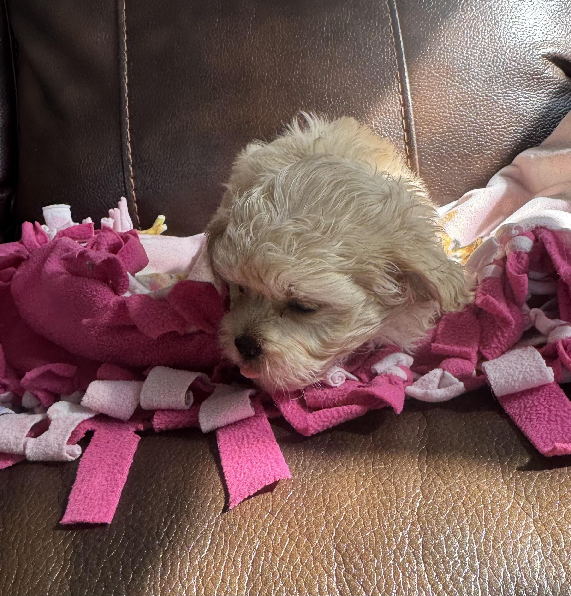 Grace, ADOPTABLE, Puppy Female Poodle (Toy).