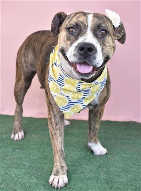 Amy - LONGTIME RESIDENT, adoptable, Adult Female Pit Bull Terrier.