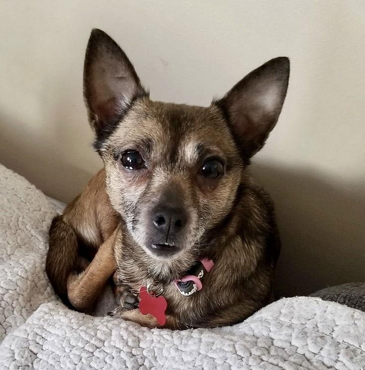 Enlarge Sable, a Adoptable Chihuahua in Blackwood, NJ image 1/3