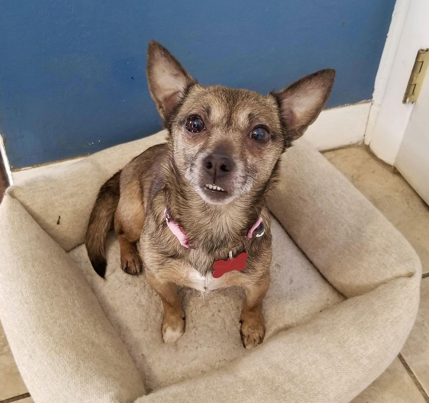 Enlarge Sable, a Adoptable Chihuahua in Blackwood, NJ image 2/3