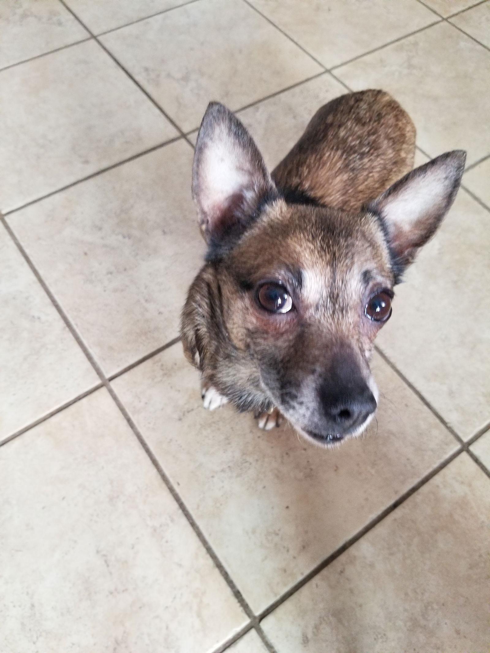 Enlarge Sable, a Adoptable Chihuahua in Blackwood, NJ image 3/3