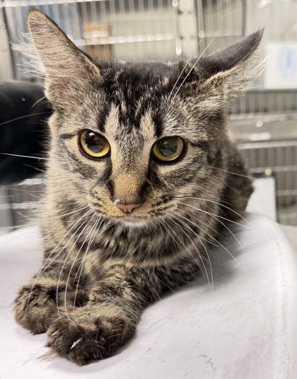 Enlarge Missy, a Adoptable mixed breed in Daytona Beach, FL image 1/1