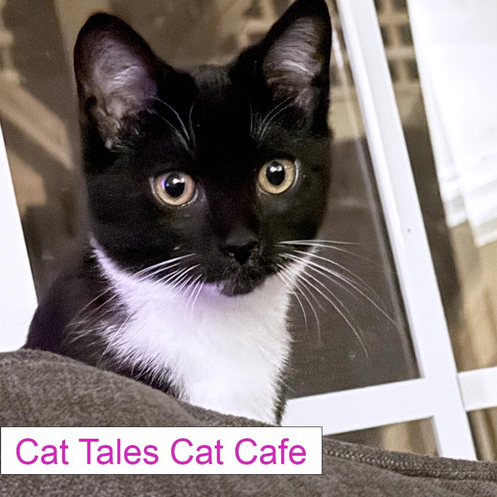 Enlarge Smoothie, a Adoptable Domestic Short Hair in Chapel Hill, NC image 1/3