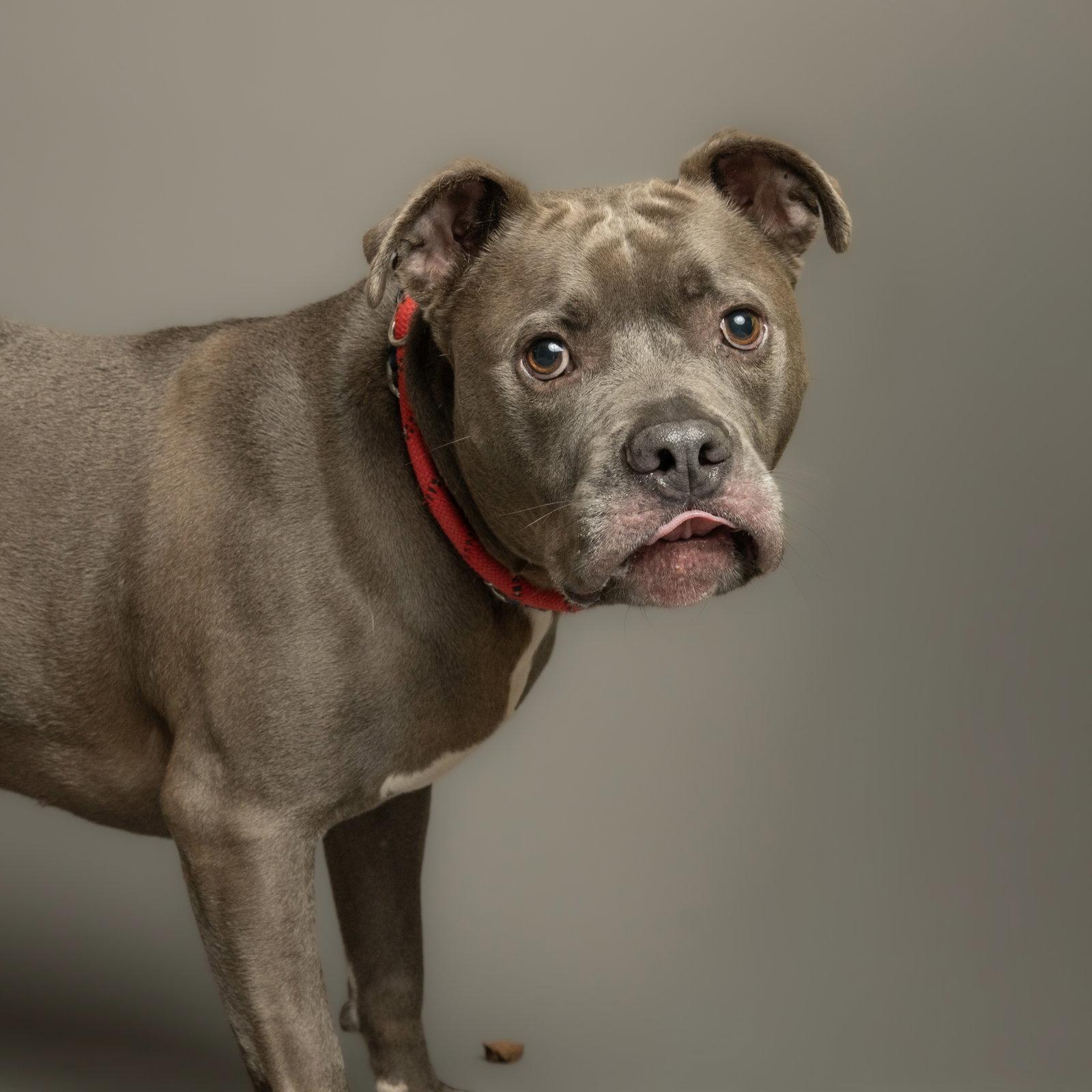 Enlarge Blue, a Adoptable Pit Bull Terrier in Richardson, TX image 1/1
