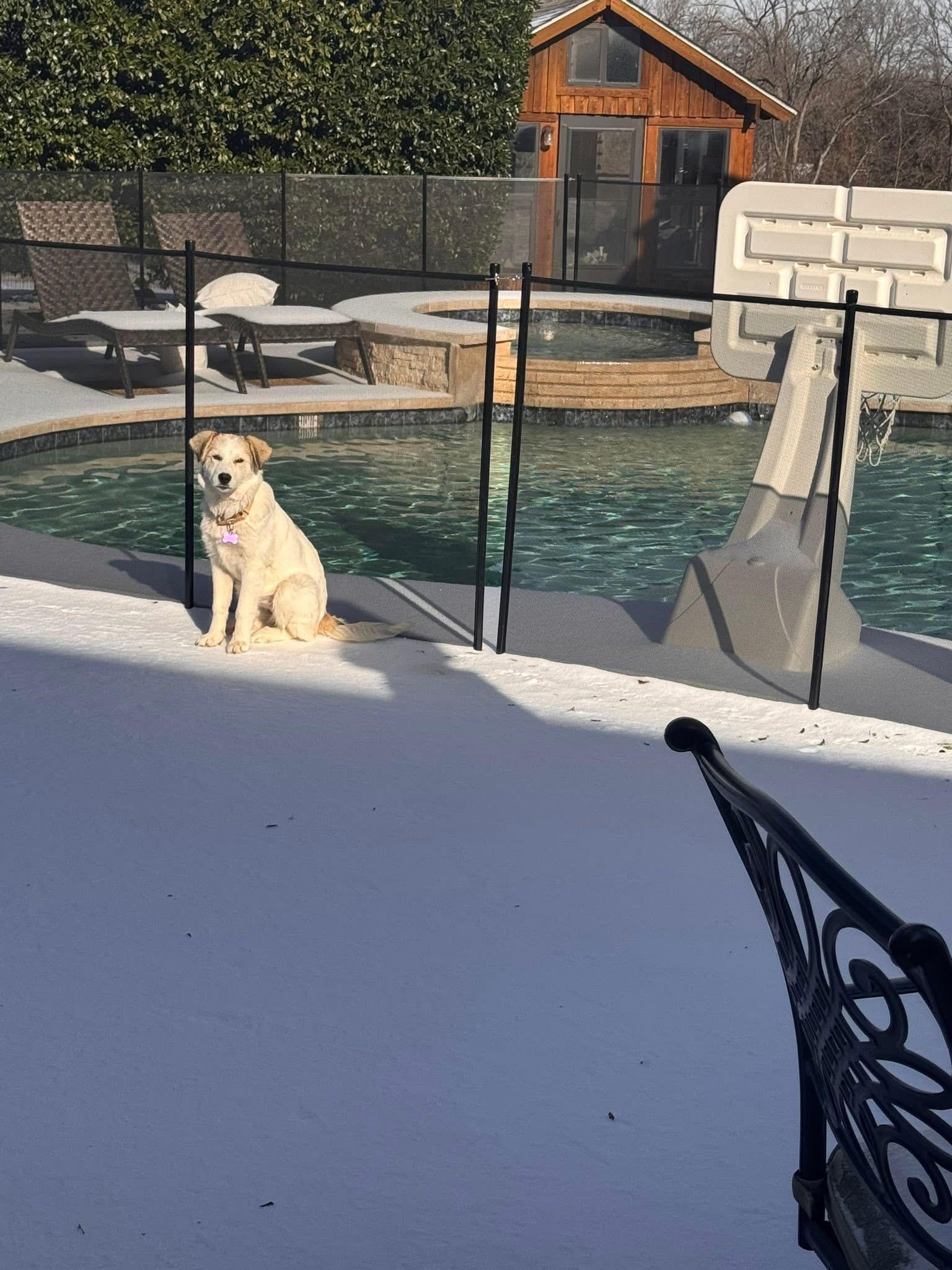 Enlarge Sasha, an adopted mixed breed in Keller, TX image 4/6