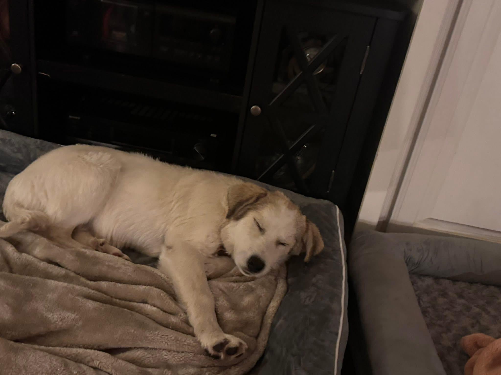 Enlarge Sasha, an adopted mixed breed in Keller, TX image 6/6