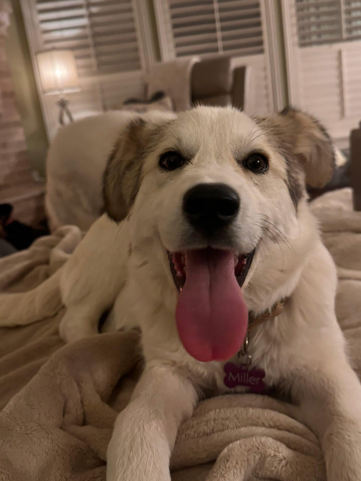 Enlarge Sasha, an adopted mixed breed in Keller, TX image 1/6