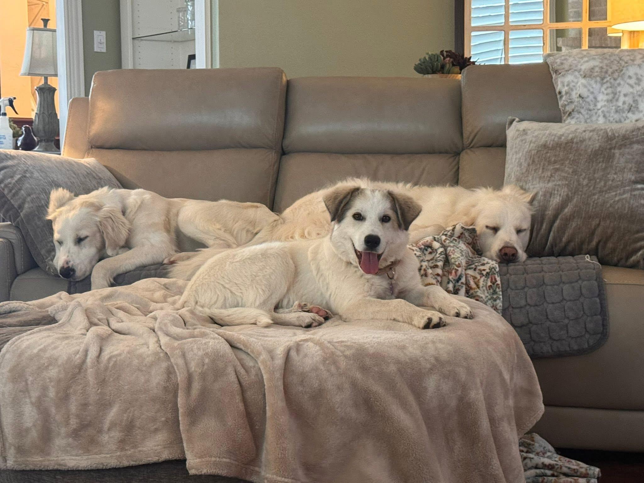 Enlarge Sasha, an adopted mixed breed in Keller, TX image 3/6