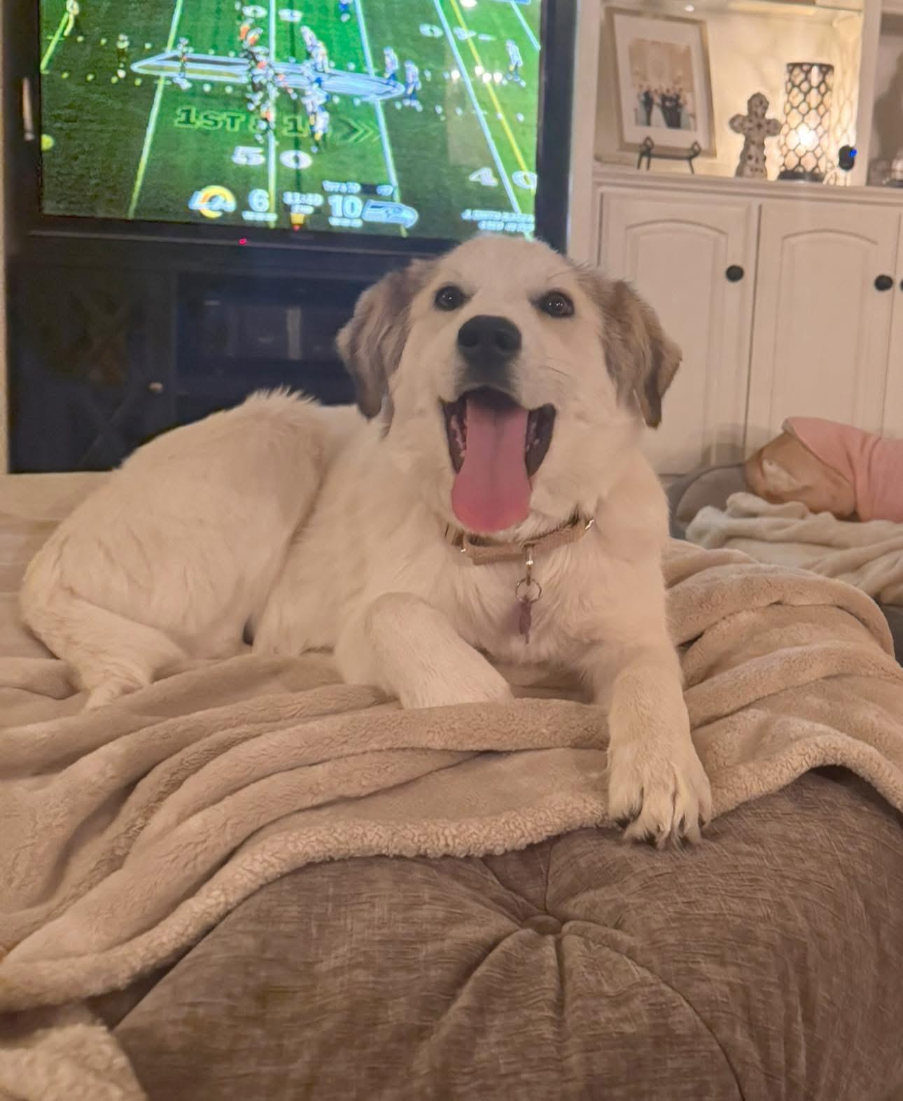 Enlarge Sasha, an adopted mixed breed in Keller, TX image 2/6