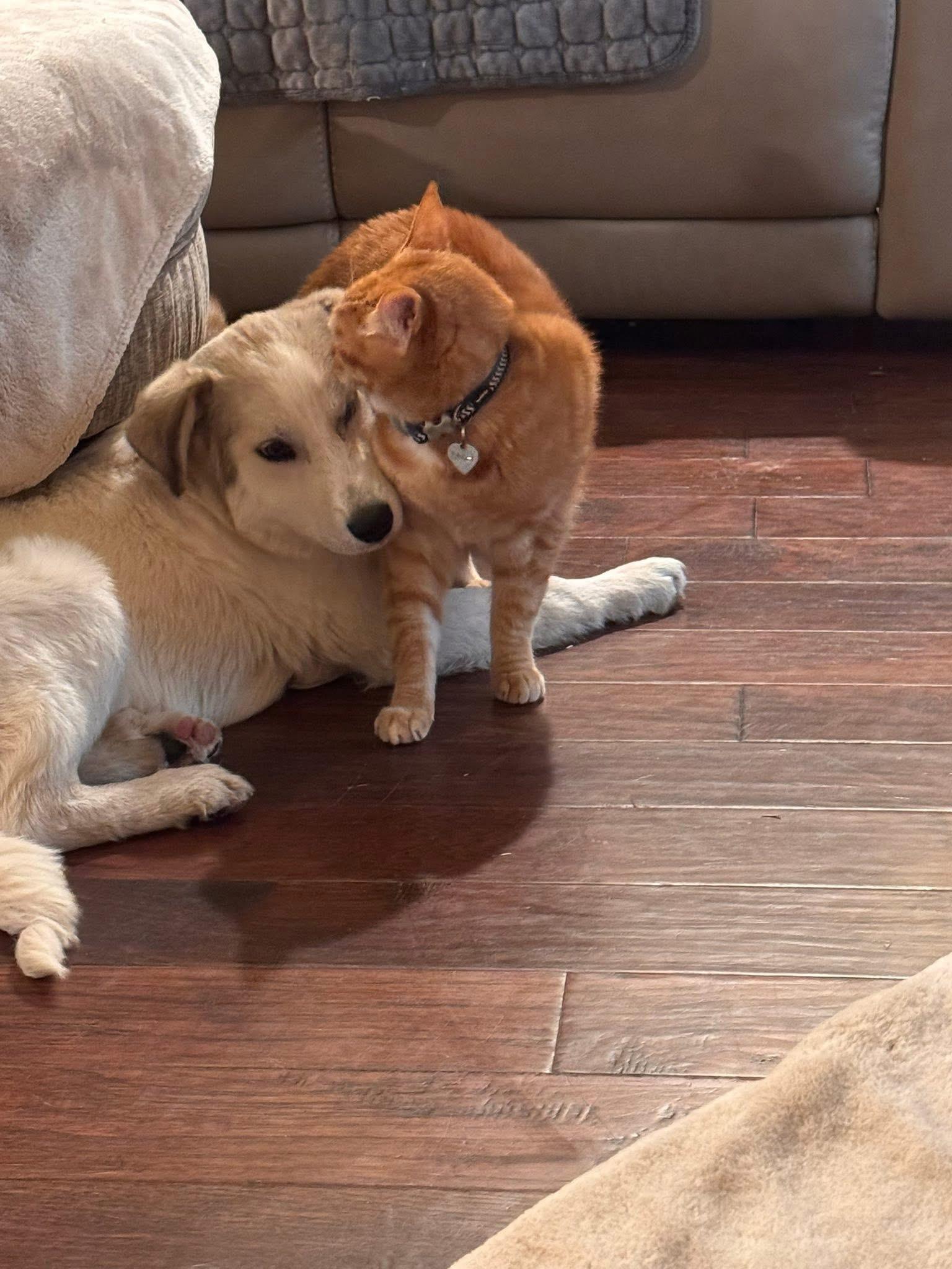 Enlarge Sasha, an adopted mixed breed in Keller, TX image 5/6