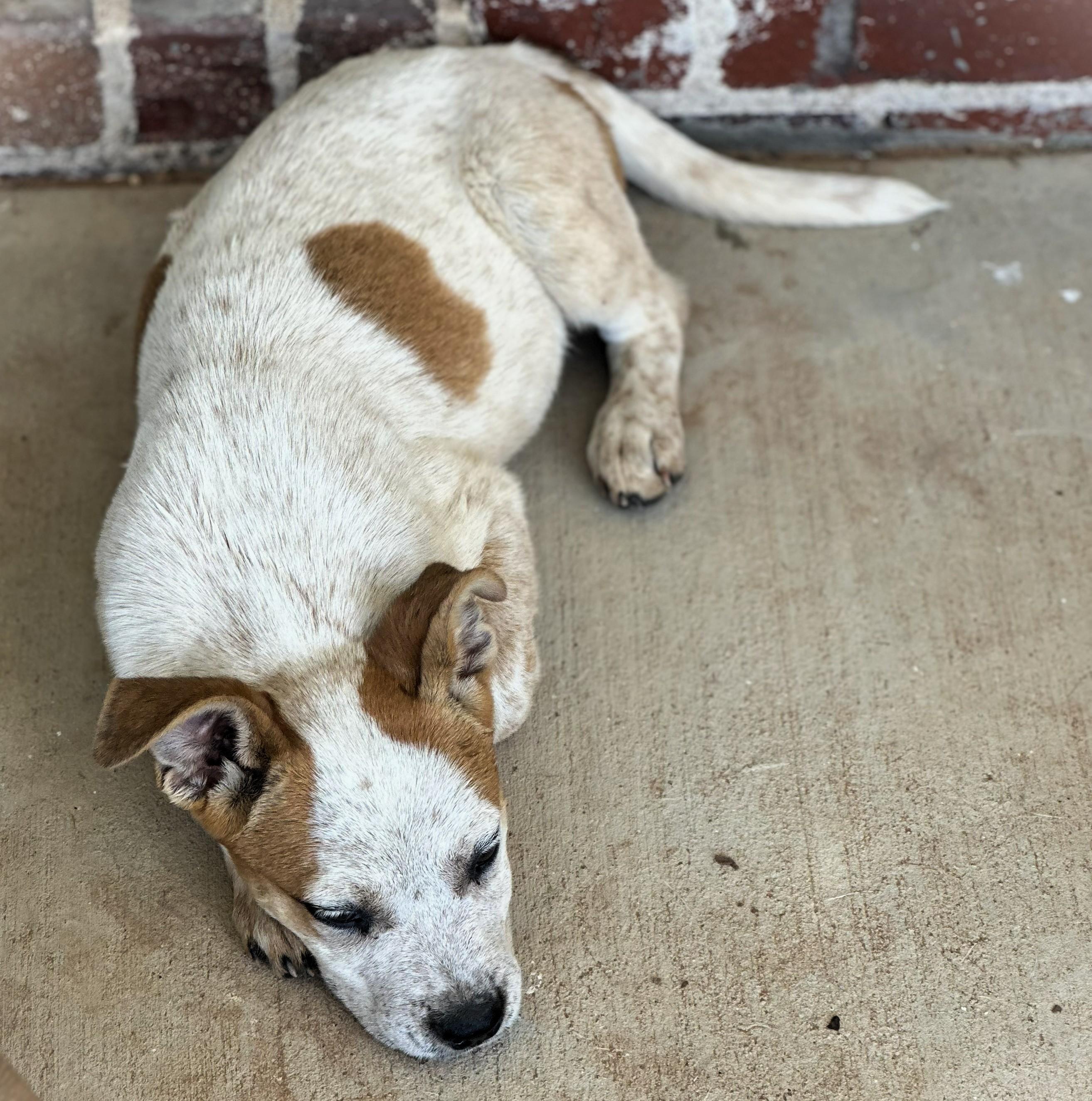 Magnolia, ADOPTABLE, Puppy Female Australian Cattle Dog / Blue Heeler.
