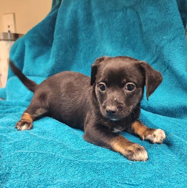 Enlarge Toto, a Adoptable mixed breed in Kennewick, WA image 1/2