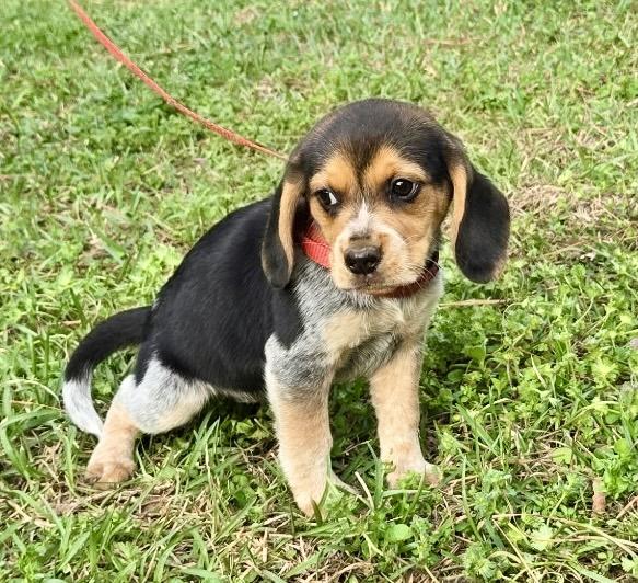 Enlarge Pickle 1, an adopted Beagle in Allentown, NJ image 4/6