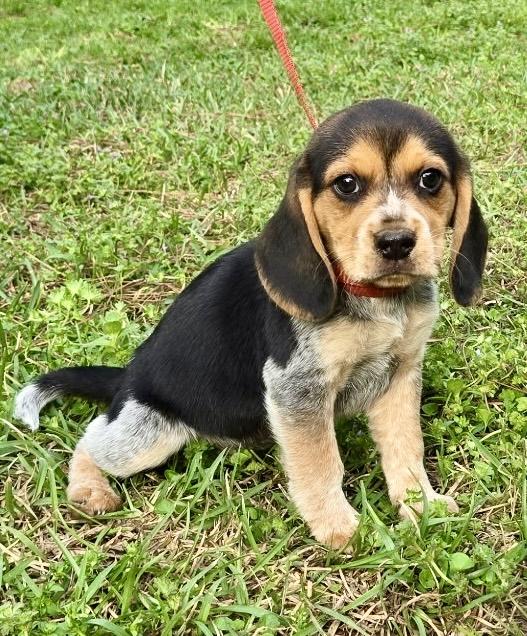 Enlarge Pickle 1, an adopted Beagle in Allentown, NJ image 3/6