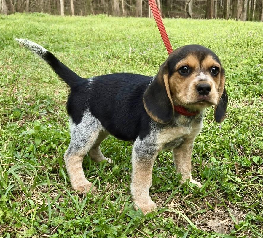 Enlarge Pickle 1, an adopted Beagle in Allentown, NJ image 5/6