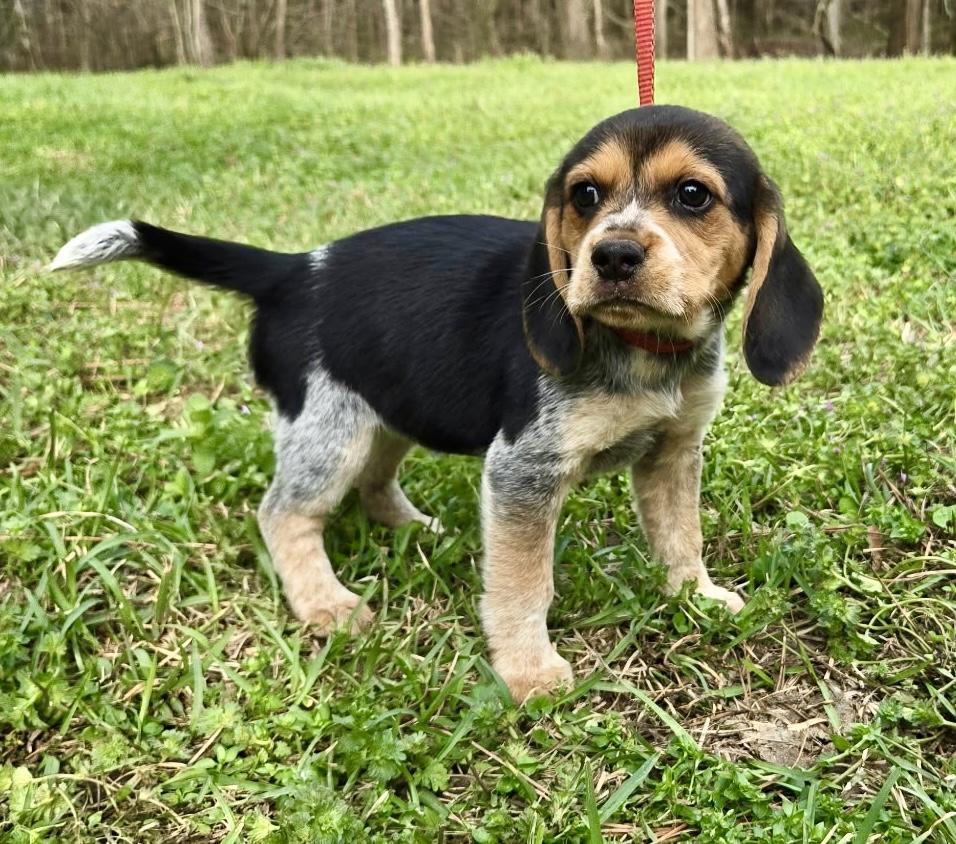 Pickle 1, adopted, Puppy Female Beagle.