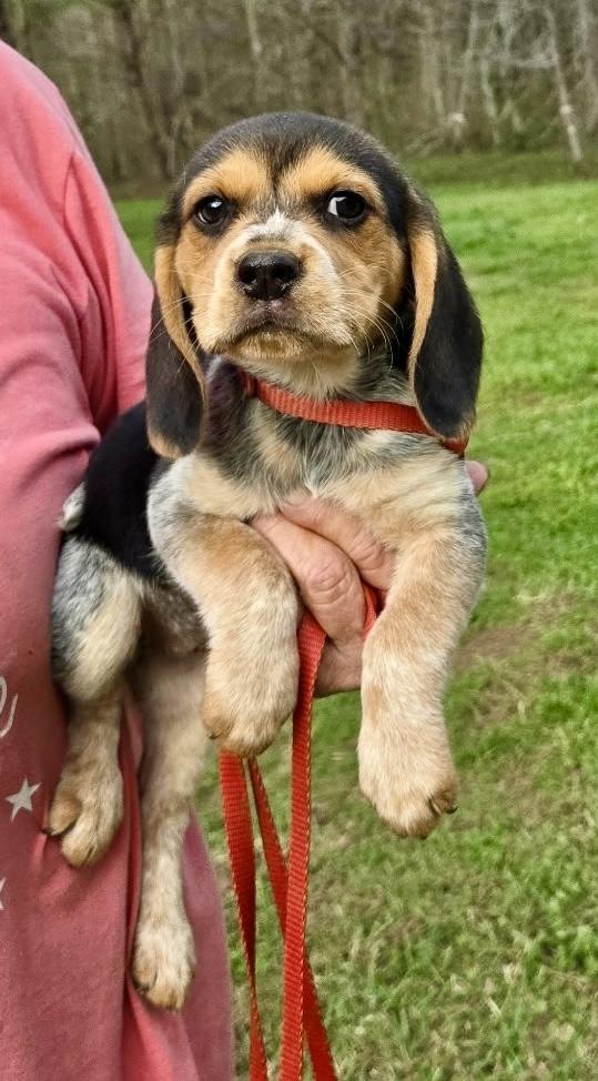 Enlarge Pickle 1, an adopted Beagle in Allentown, NJ image 2/6