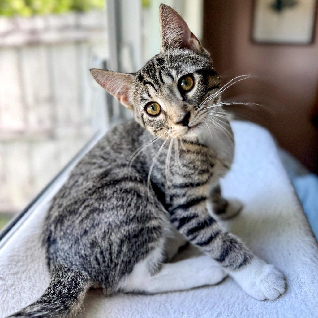 Horton, Adoptable, Kitten Male Domestic Short Hair & Tabby.