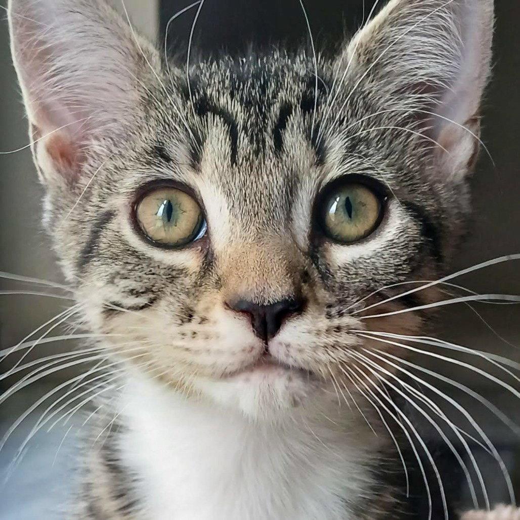 Horton, a Adoptable mixed breed in Lighthouse Point, FL image 3/3