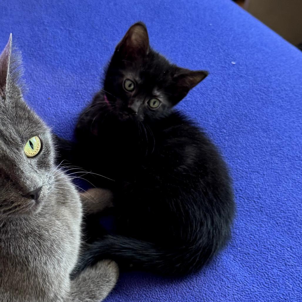 Enlarge Pebbles (Pink), a Adoptable Domestic Short Hair in Sunnyvale, CA image 2/3