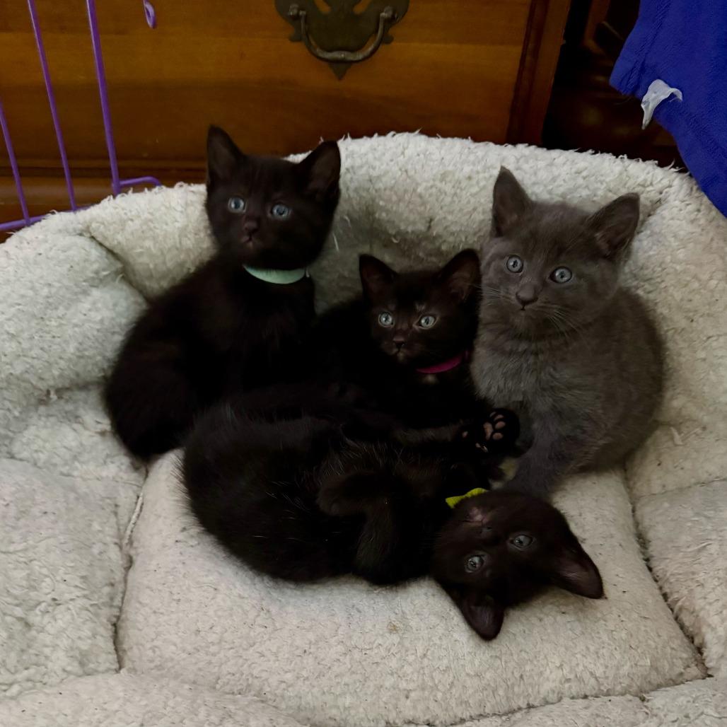 Enlarge Pebbles (Pink), a Adoptable Domestic Short Hair in Sunnyvale, CA image 3/3