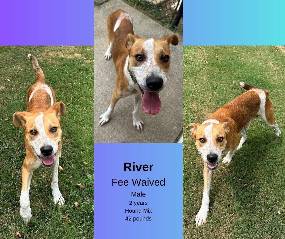 Enlarge River, a ADOPTABLE mixed breed in Decatur, AL image 1/1