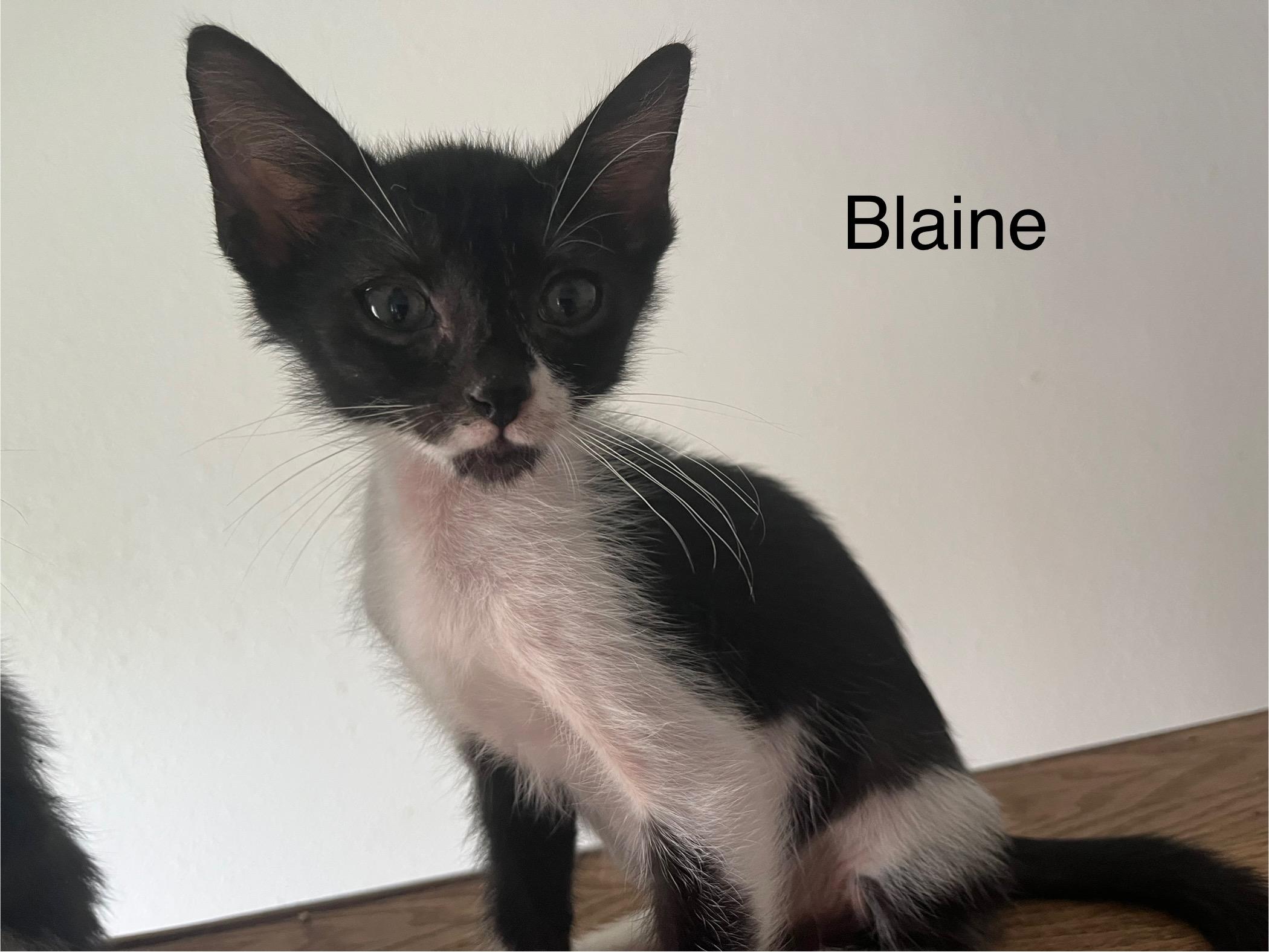 Blaine