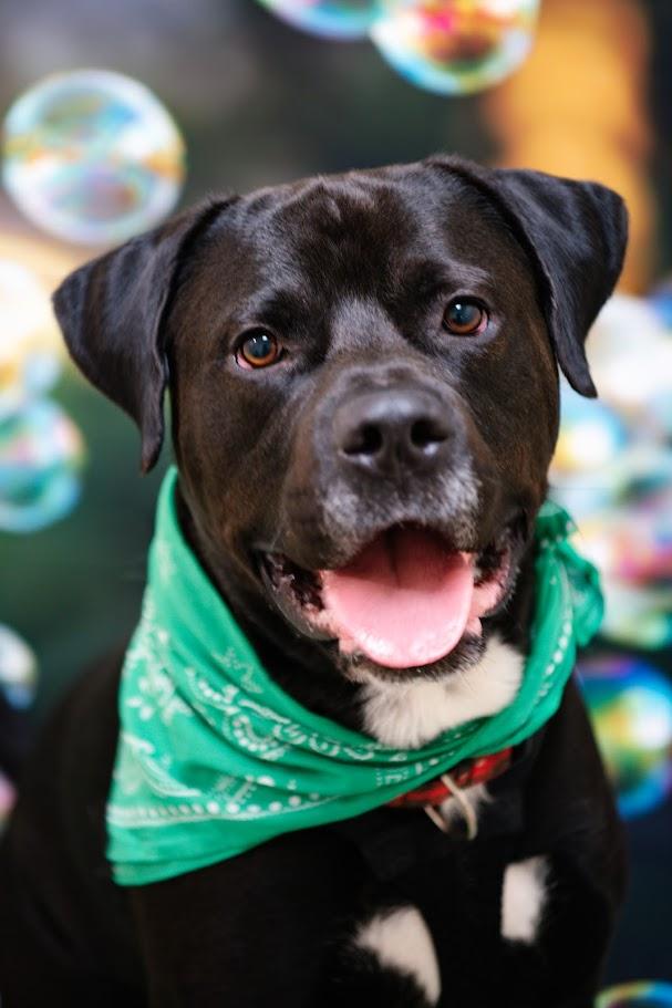 Enlarge Cliff, a ADOPTABLE Mixed Breed in Plover, WI image 5/6