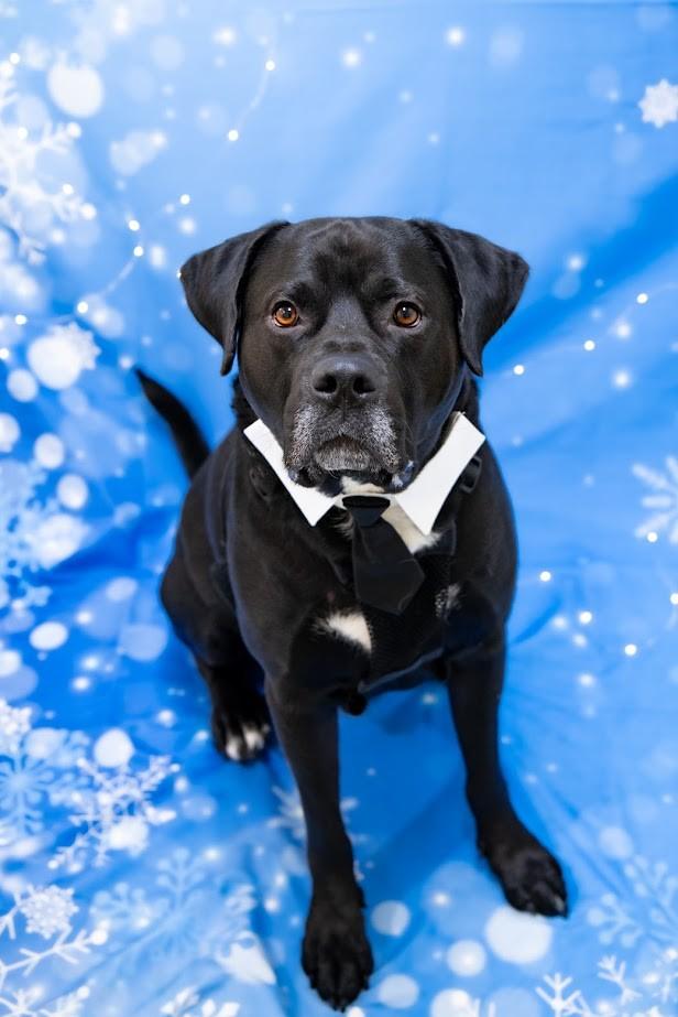 Cliff, ADOPTABLE, Adult Male Mixed Breed.