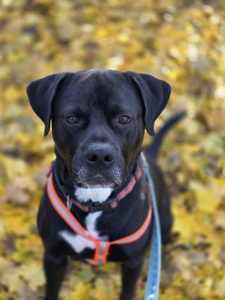 Enlarge Cliff, a ADOPTABLE Mixed Breed in Plover, WI image 3/6