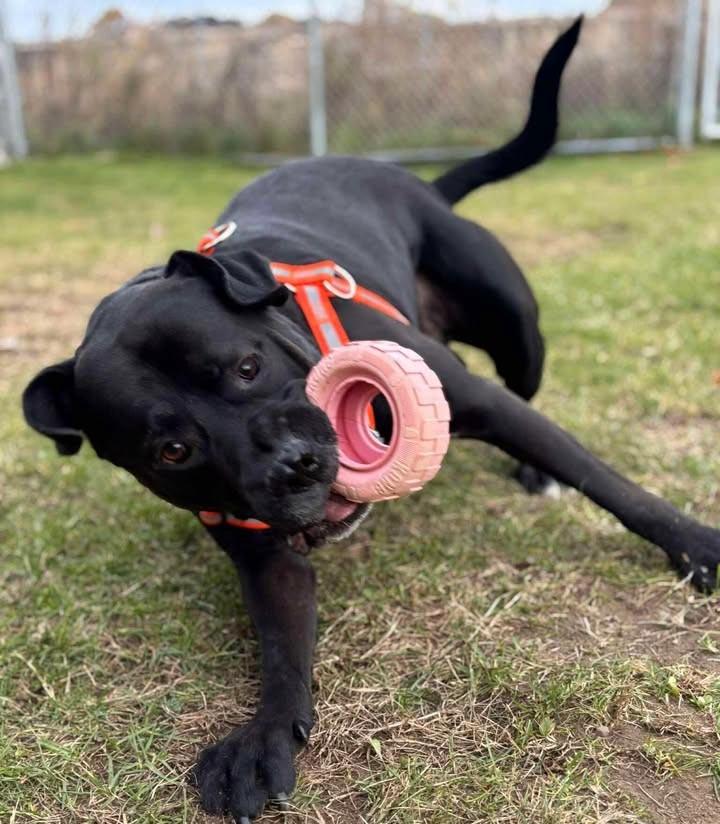 Enlarge Cliff, a ADOPTABLE Mixed Breed in Plover, WI image 4/6