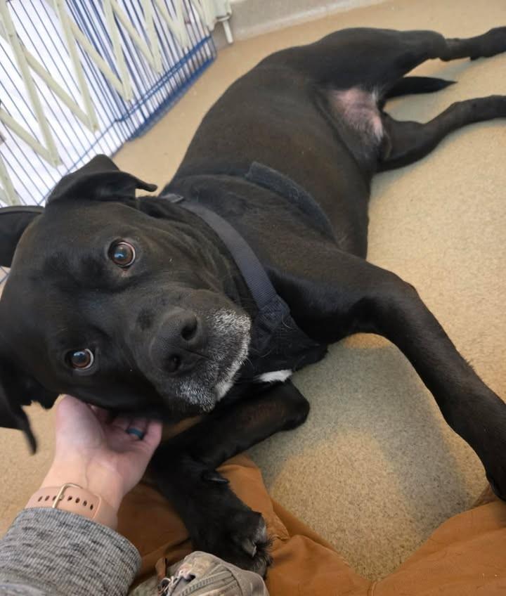 Enlarge Cliff, a ADOPTABLE Mixed Breed in Plover, WI image 2/6