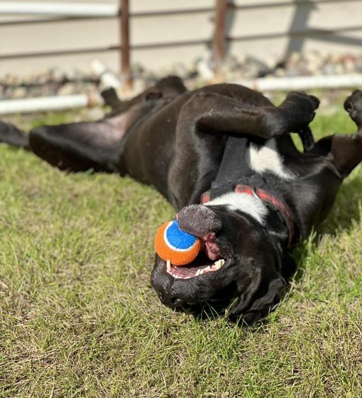 Enlarge Cliff, a ADOPTABLE Mixed Breed in Plover, WI image 6/6