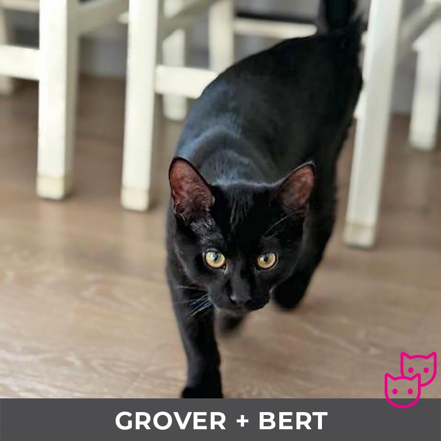 Enlarge Grover (bonded with Bert), an adopted Domestic Short Hair in Etobicoke, ON image 2/4