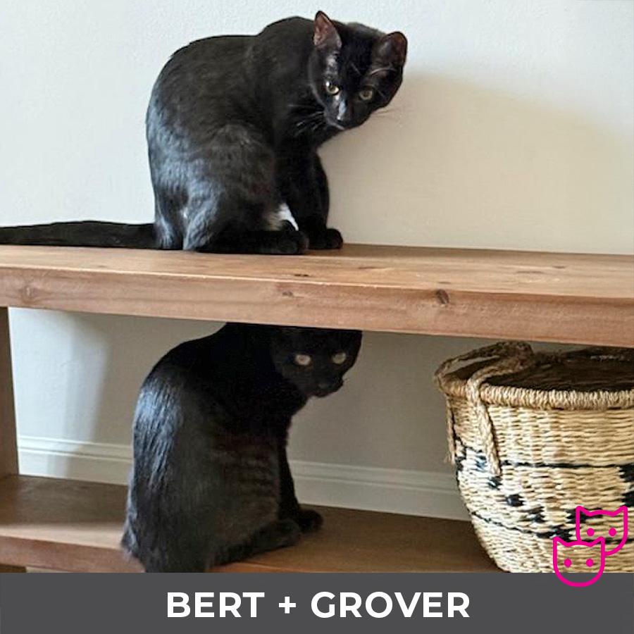 Enlarge Grover (bonded with Bert), an adopted Domestic Short Hair in Etobicoke, ON image 4/4