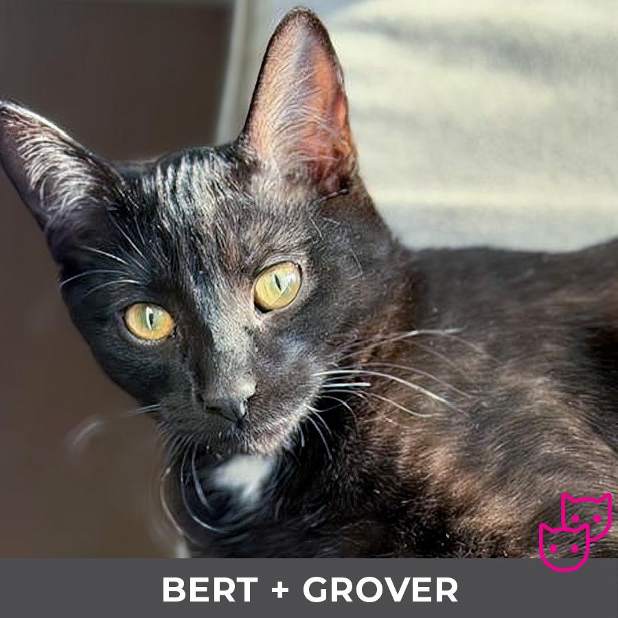 Enlarge Grover (bonded with Bert), an adopted Domestic Short Hair in Etobicoke, ON image 3/4