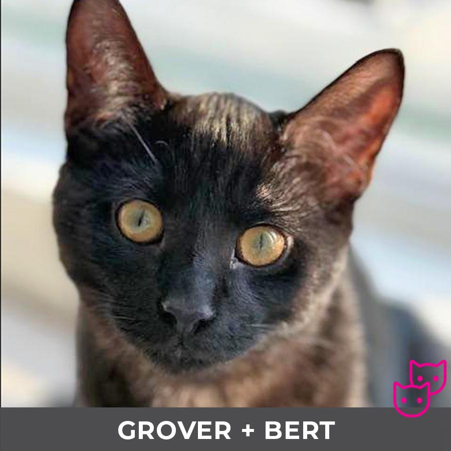 Enlarge Grover (bonded with Bert), an adopted Domestic Short Hair in Etobicoke, ON image 1/4
