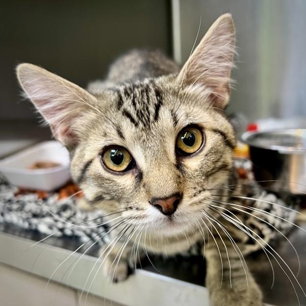 Samson, Adoptable, Kitten Male Domestic Short Hair.