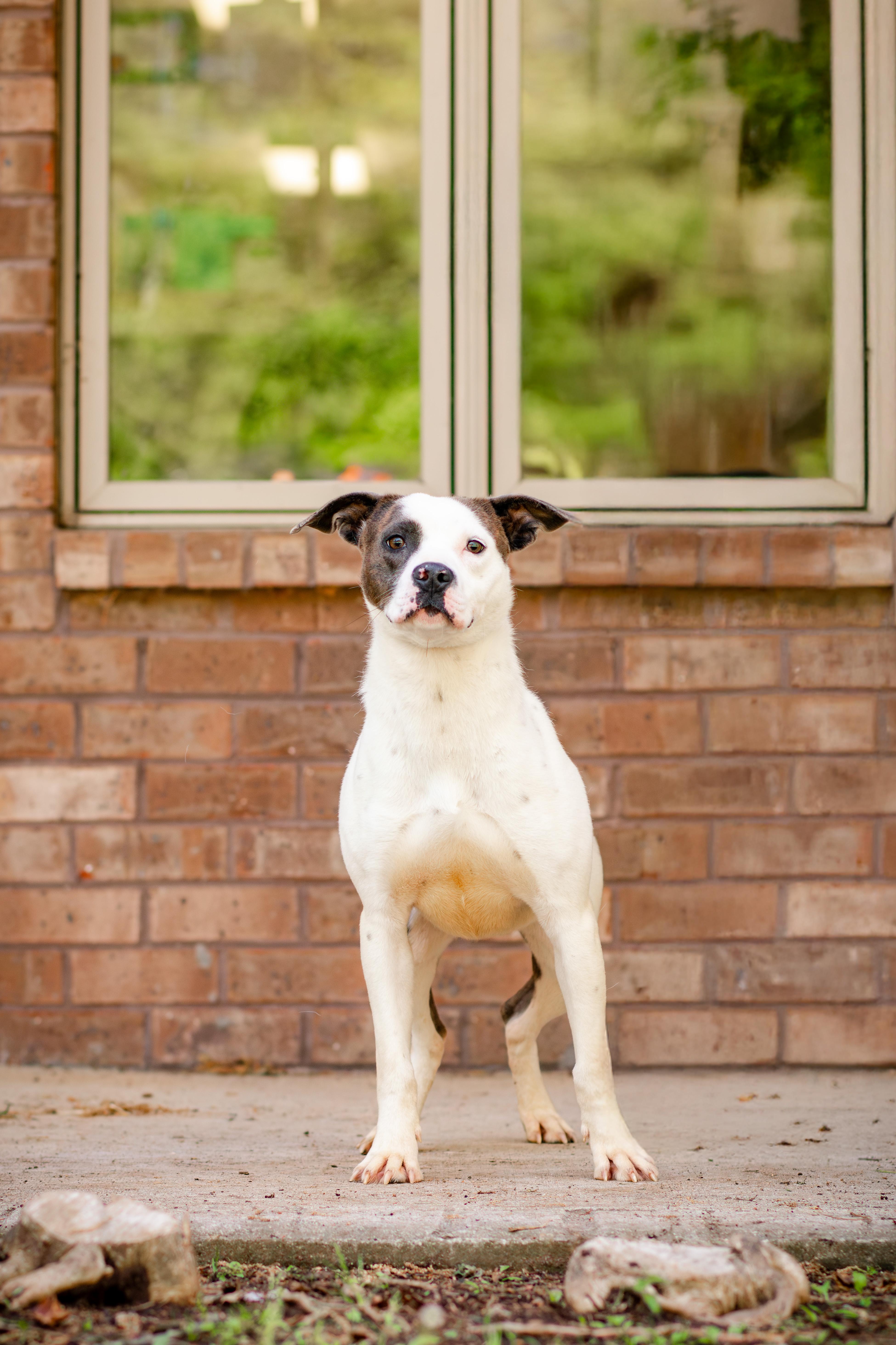 Roko, Adoptable, Young Male Pit Bull Terrier.