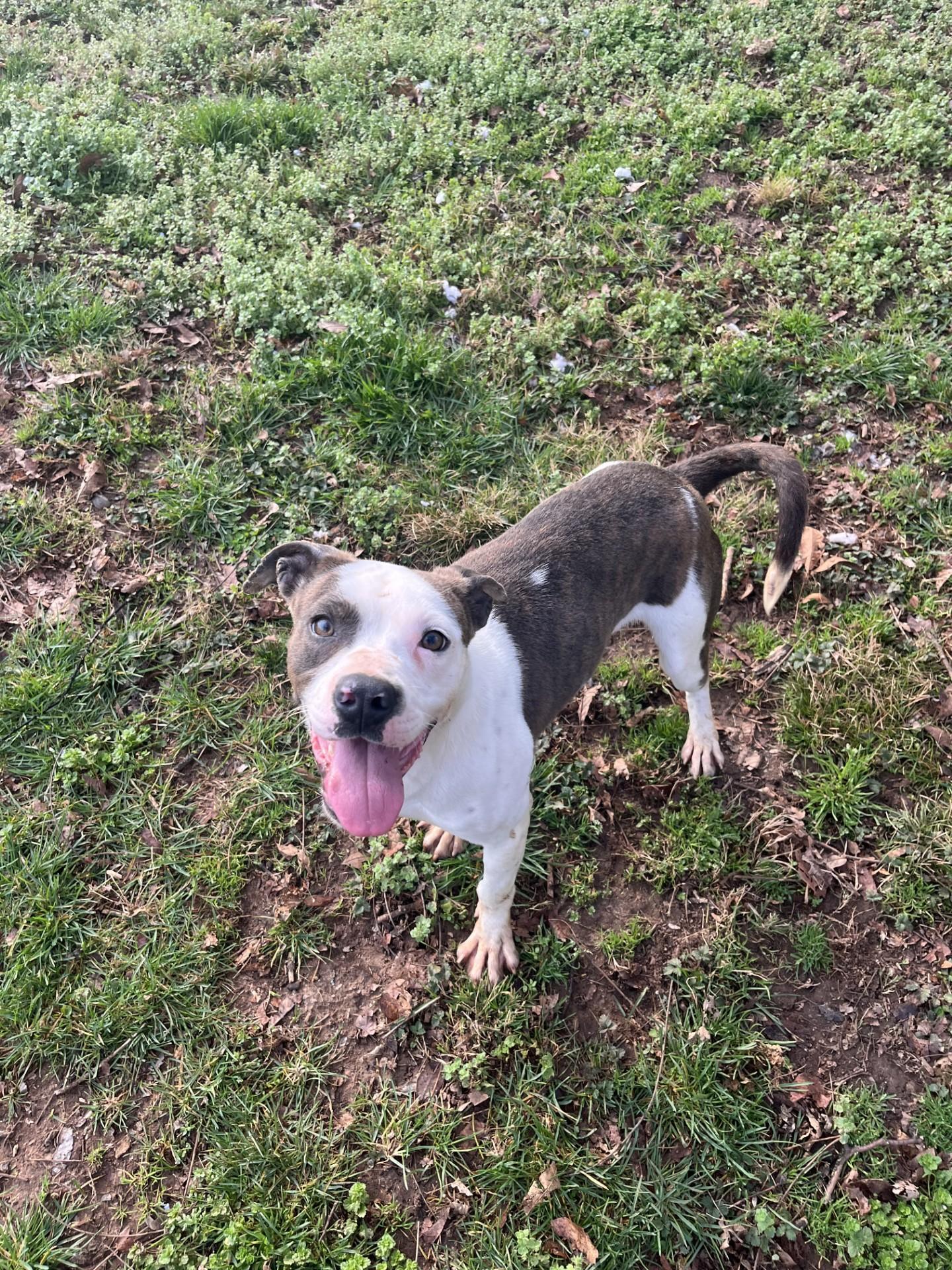 Enlarge Roko, a Adoptable Pit Bull Terrier in Loudon, TN image 2/4