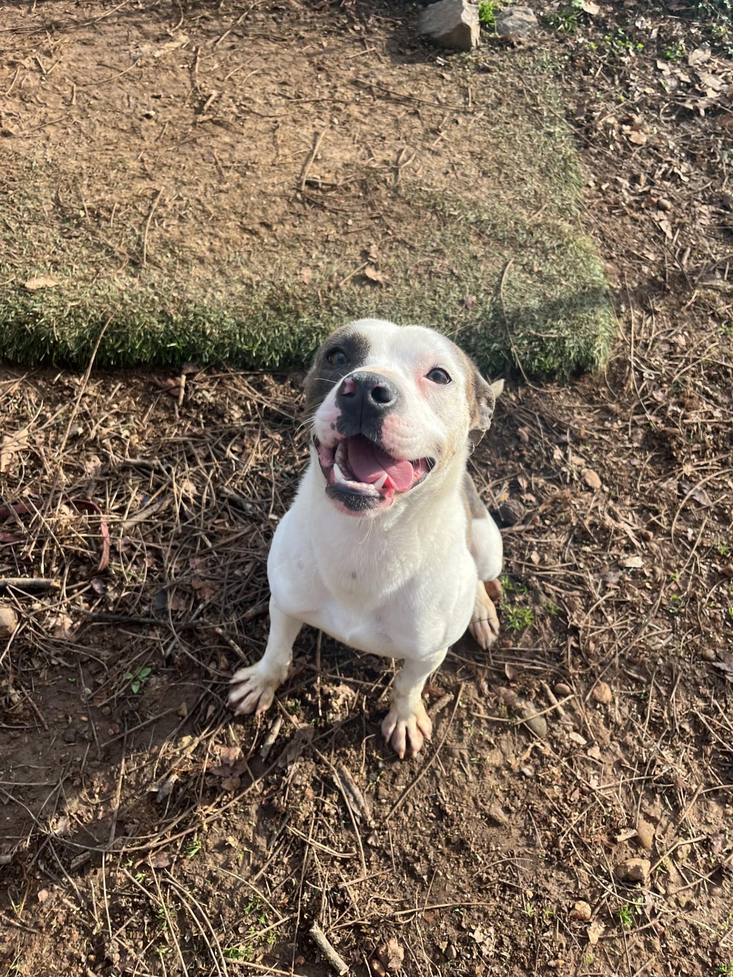 Enlarge Roko, a Adoptable Pit Bull Terrier in Loudon, TN image 3/4