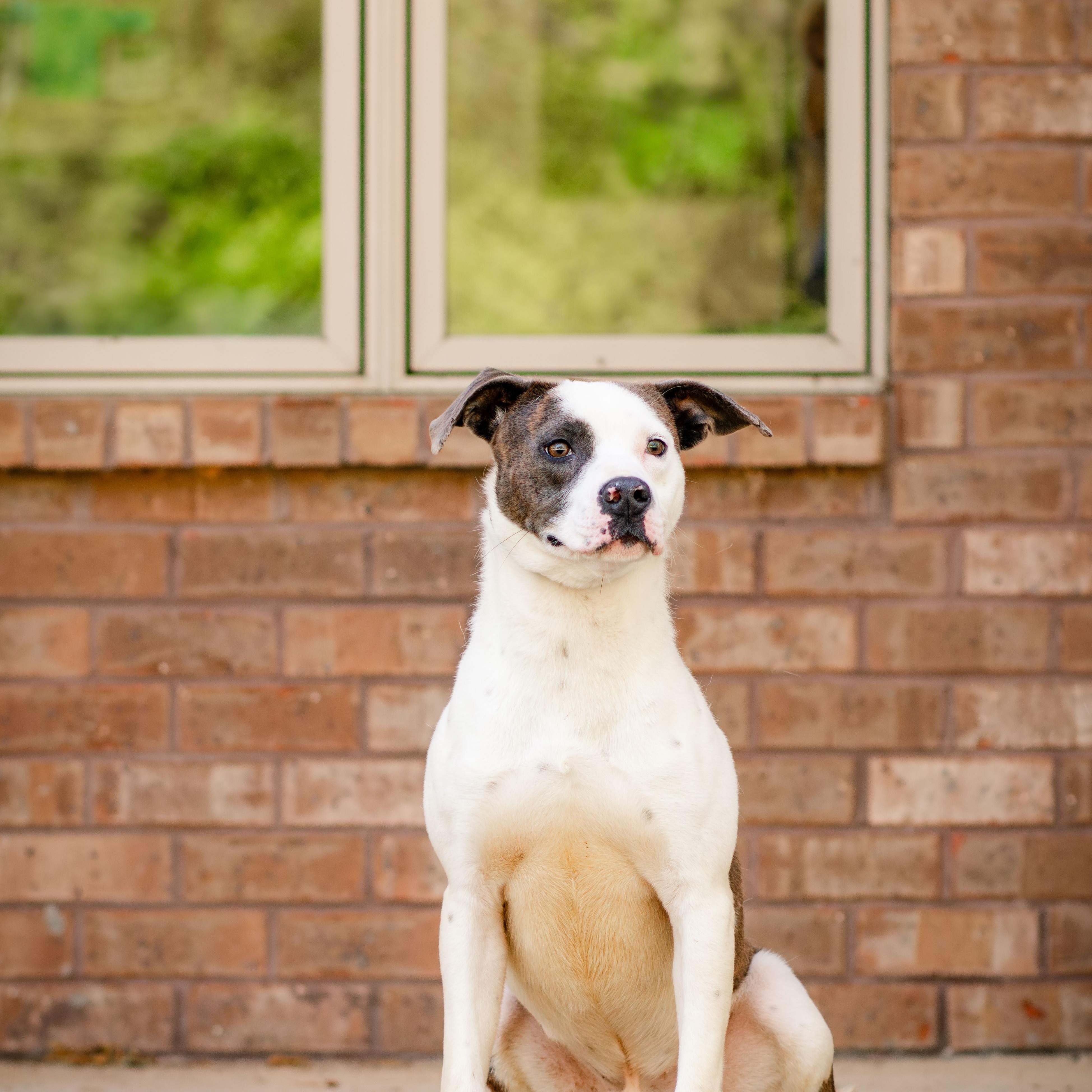 Enlarge Roko, a Adoptable Pit Bull Terrier in Loudon, TN image 5/5